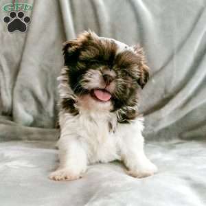 Zena, Shih Tzu Puppy